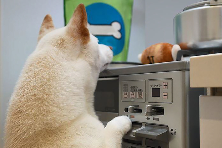 キッチンで犬が炊飯器を見つめている場面
