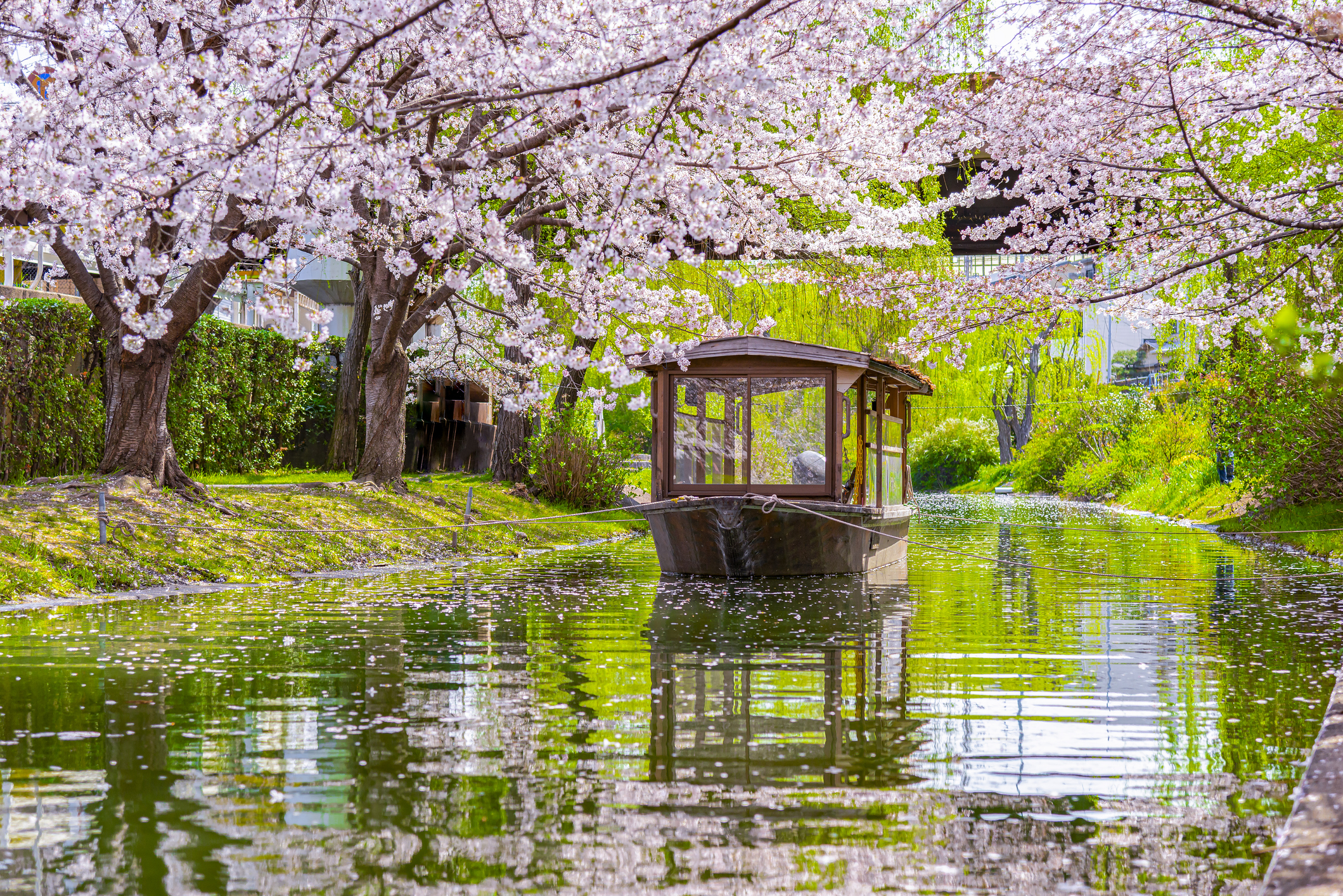 Boat glides under cherry blossoms on a calm river, a serene depiction of springtime travel in Japan