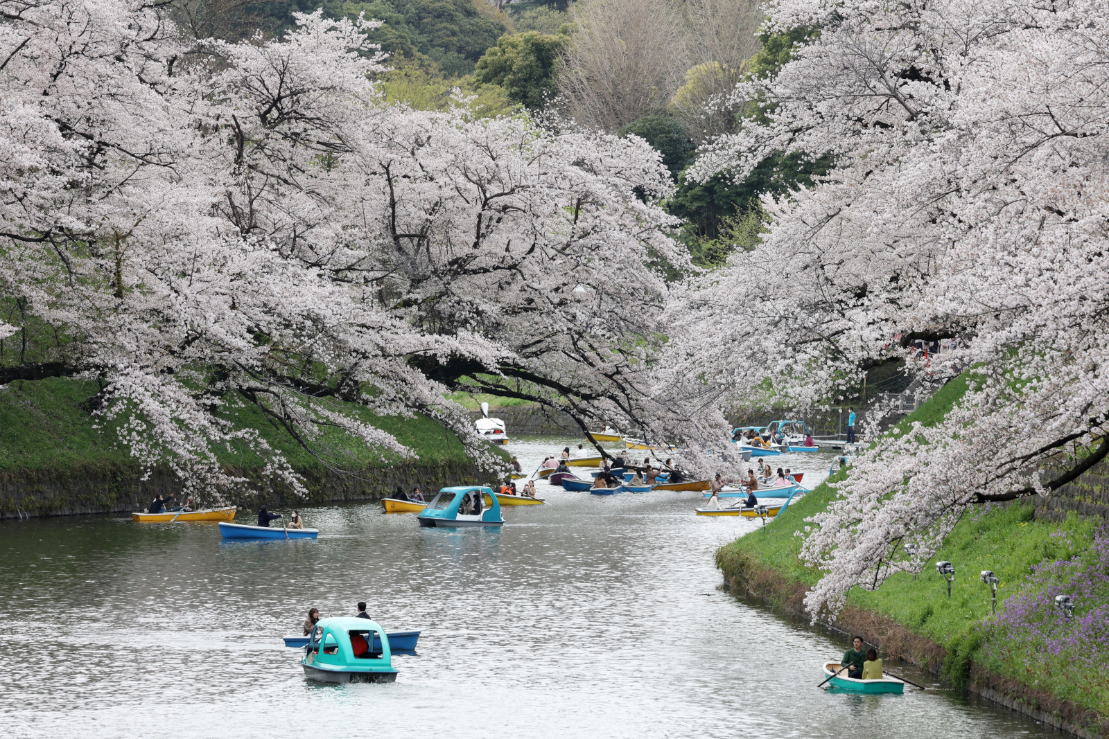 桜の名所として知られる東京都千代田区の千鳥ケ淵のソメイヨシノ
