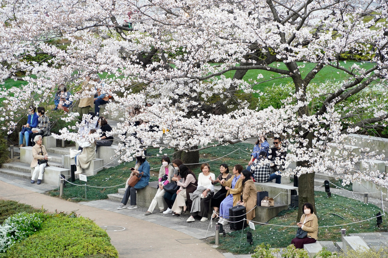 -東京都港区の毛利庭園のソメイヨシノでお花見をする人々