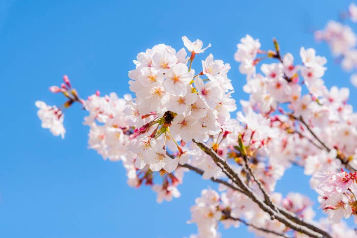 ソメイヨシノのイメージ写真