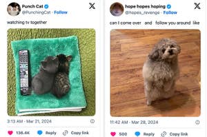 Two images: Left shows a cat and a possum on a towel with a TV remote. Right shows a dog standing attentively on a carpet