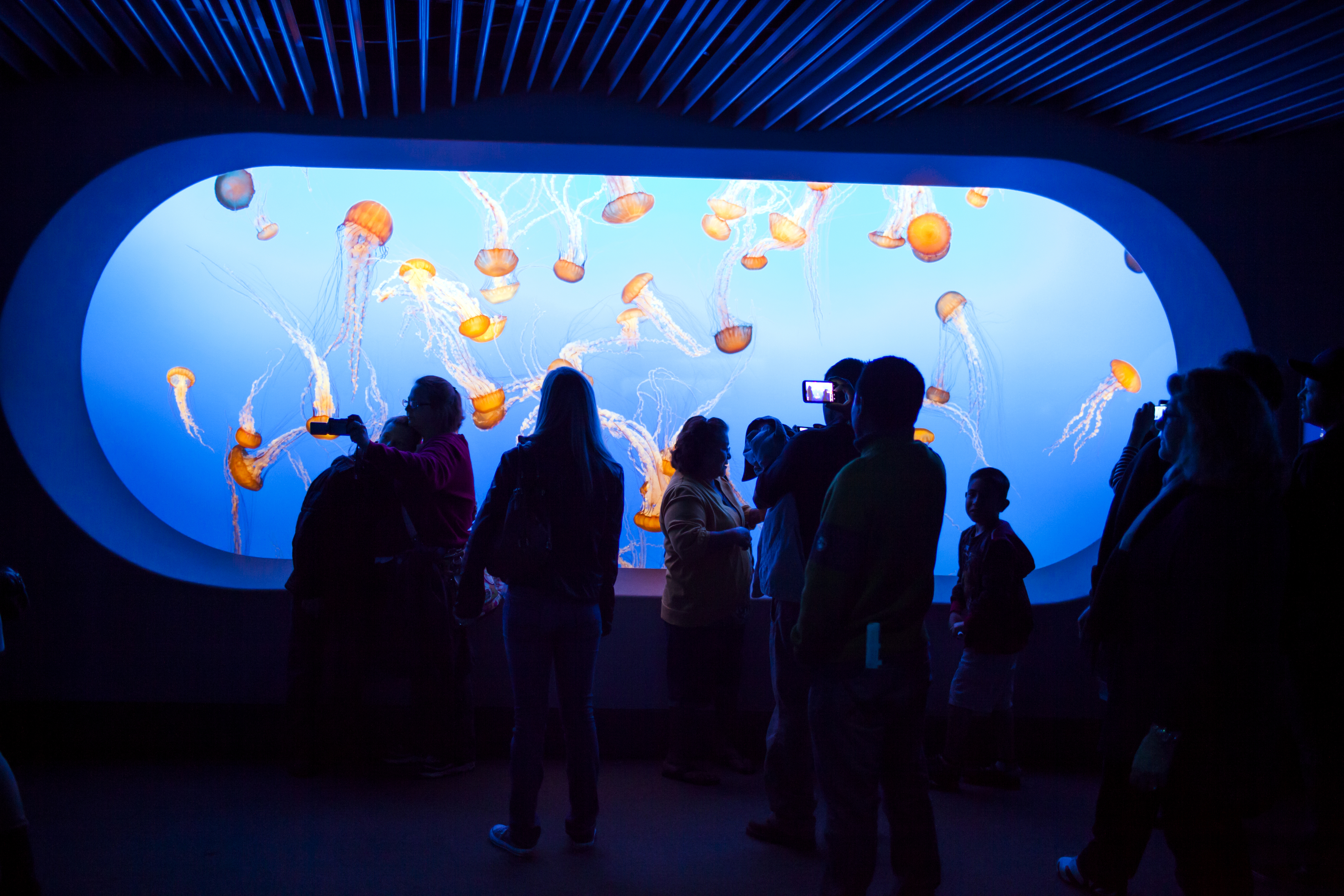 Visitors observing jellyfish in a large aquarium display at an aquatic center