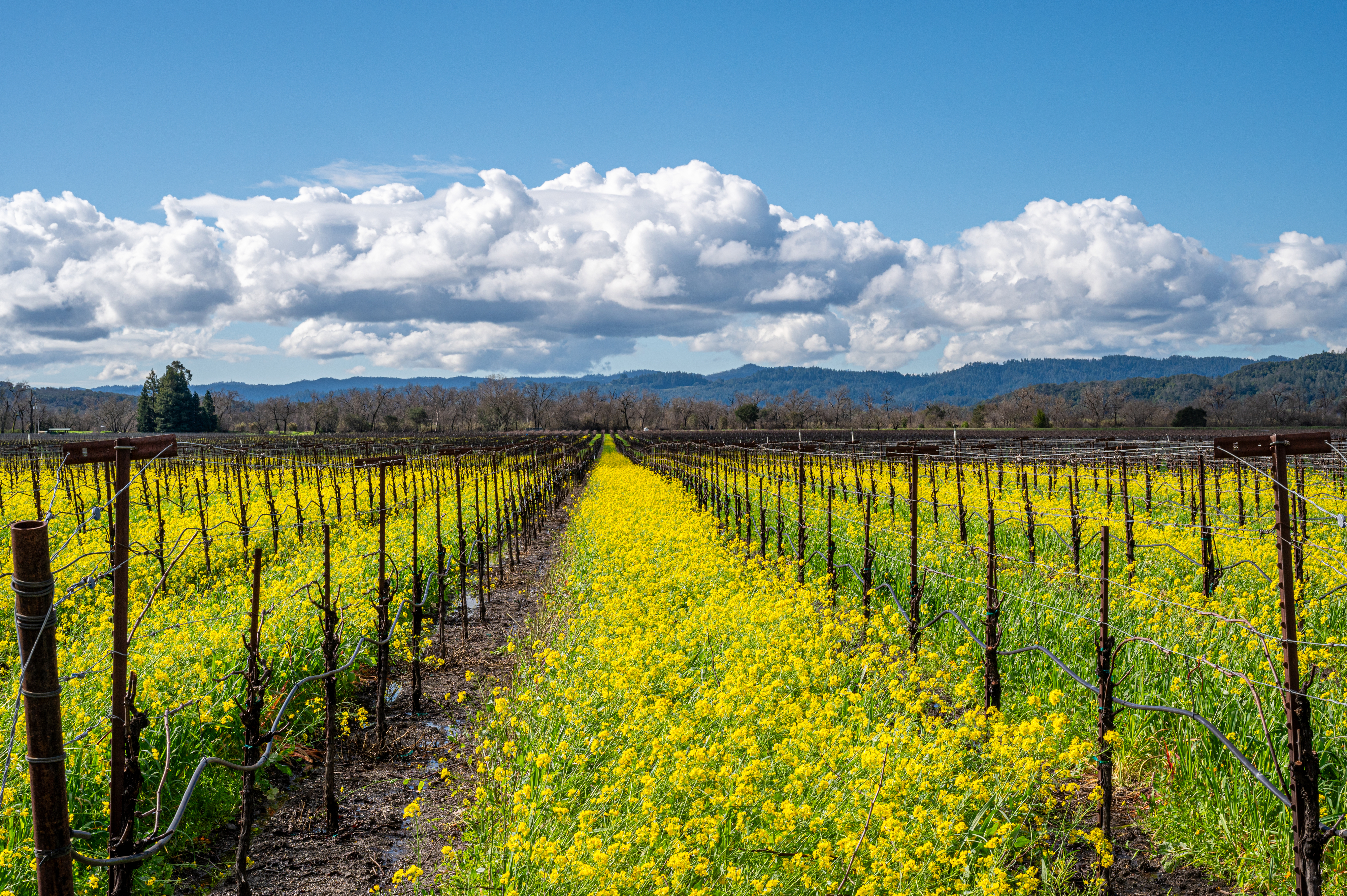 Vineyard rows with mustard flowers in bloom, cloudy skies above