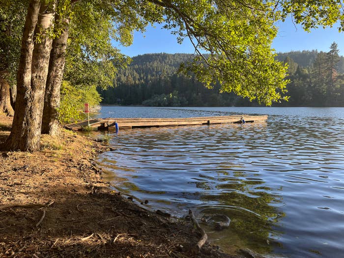 Tranquil lake scene with a wooden dock, trees on the side, ducks in the water, and a person in the distance