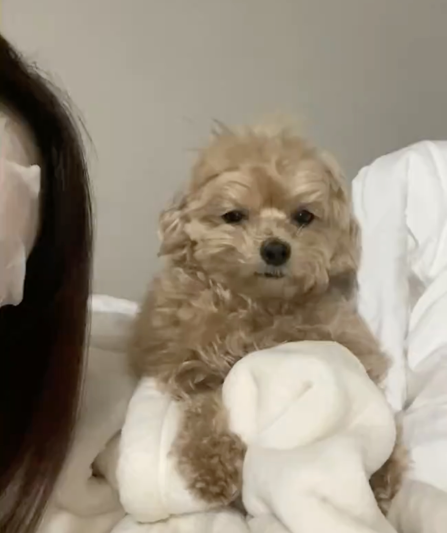 女性の隣でベッドに座っている小さな茶色い犬。