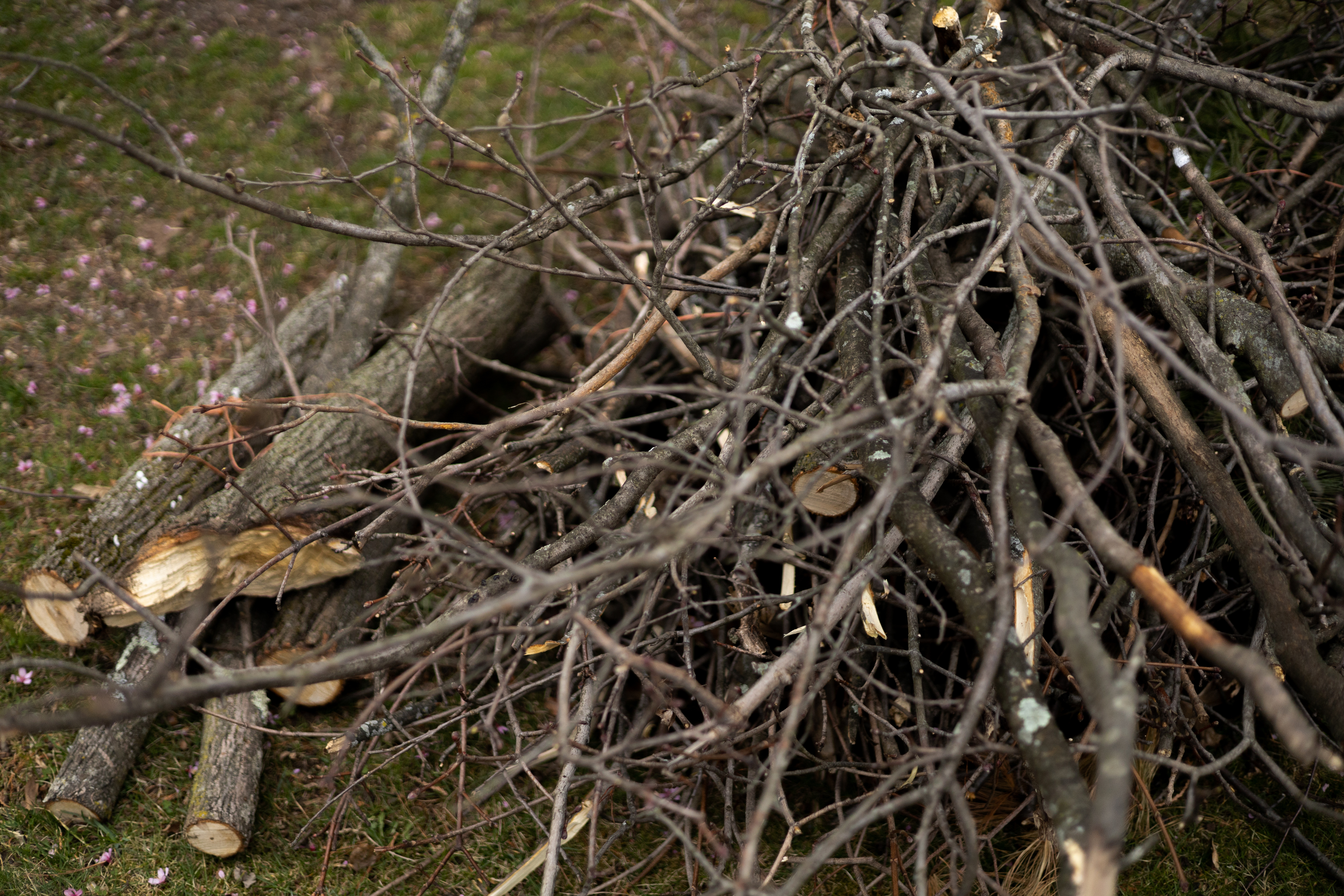 Pile of chopped wood and branches gathered on grass, suggesting outdoor family activities like building a bonfire