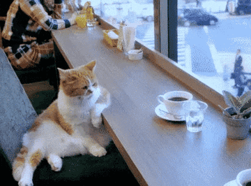 Gato sentado en una mesa de café al estilo de un cliente humano, con una taza de café y una planta al lado