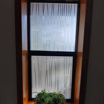 A reviewer's frosted window with vertical streak patterns allowing soft light to filter in, with a potted plant on the sill