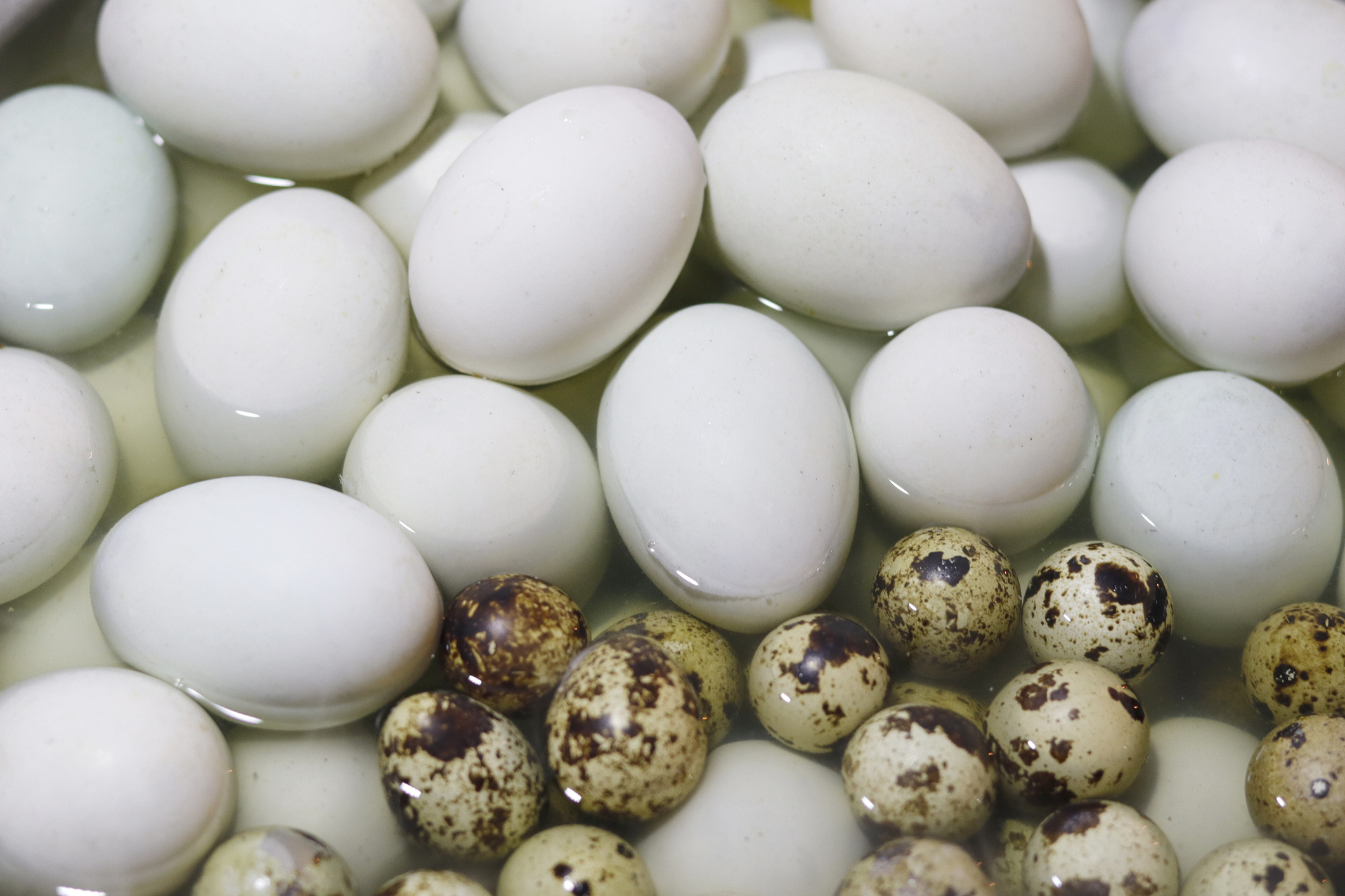 Various eggs, including larger white ones and smaller speckled ones, soaking in water