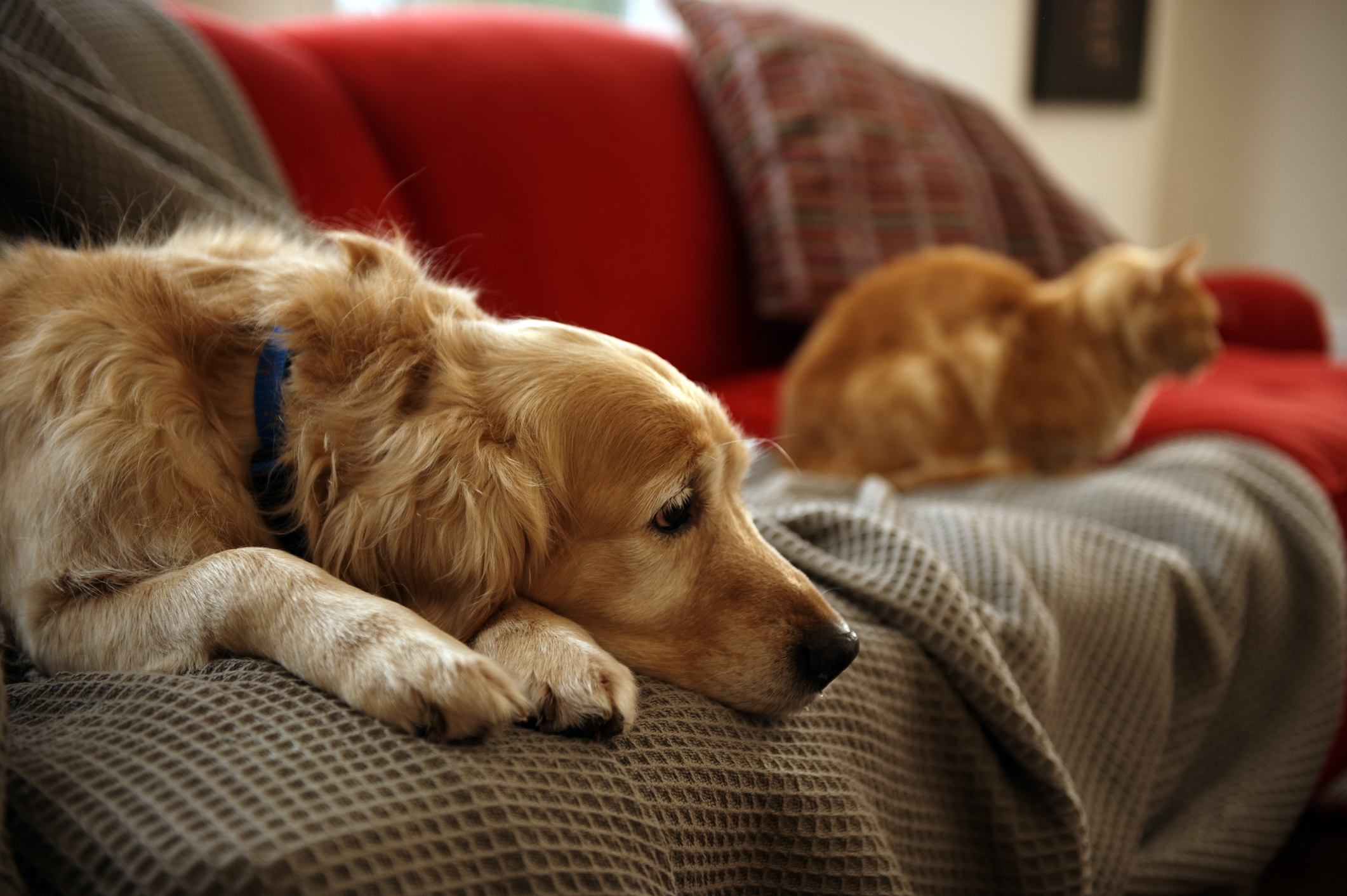 Golden retriever and orange tabby cat resting on a couch