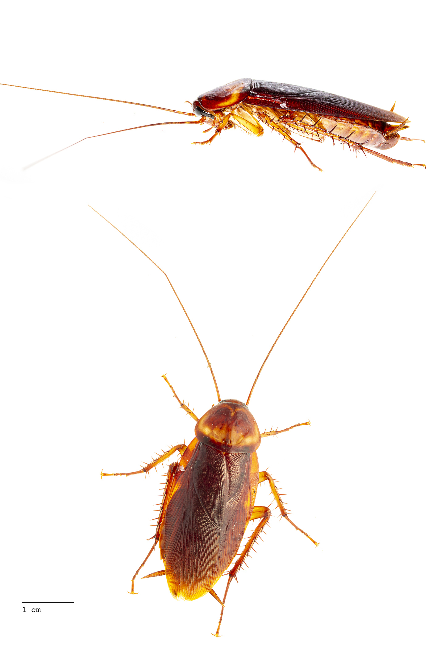 Two cockroaches isolated on white, one facing upright and the other upside down with a scale for size