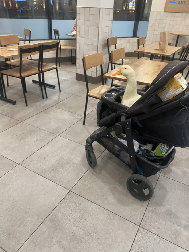 Goose sitting in a baby stroller inside a food court