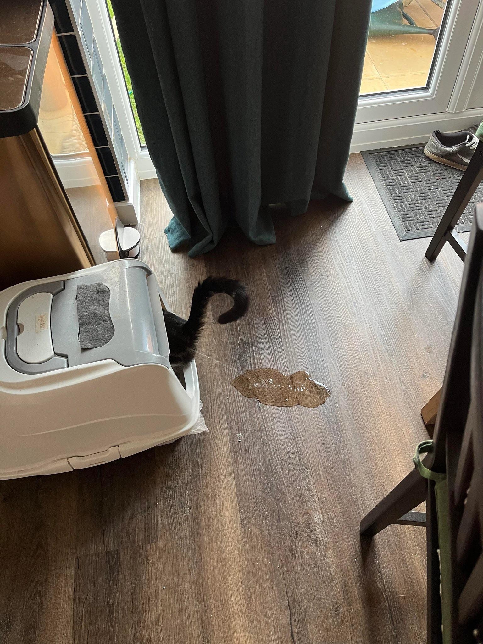 Cat partly hidden by curtain near a litter box, with a visible puddle on the floor