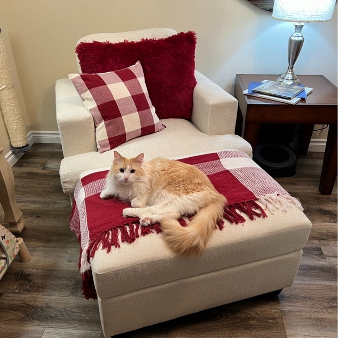 Cat lounging on a checkered blanket over a chair, in a cozy room setting, suggesting home comfort products