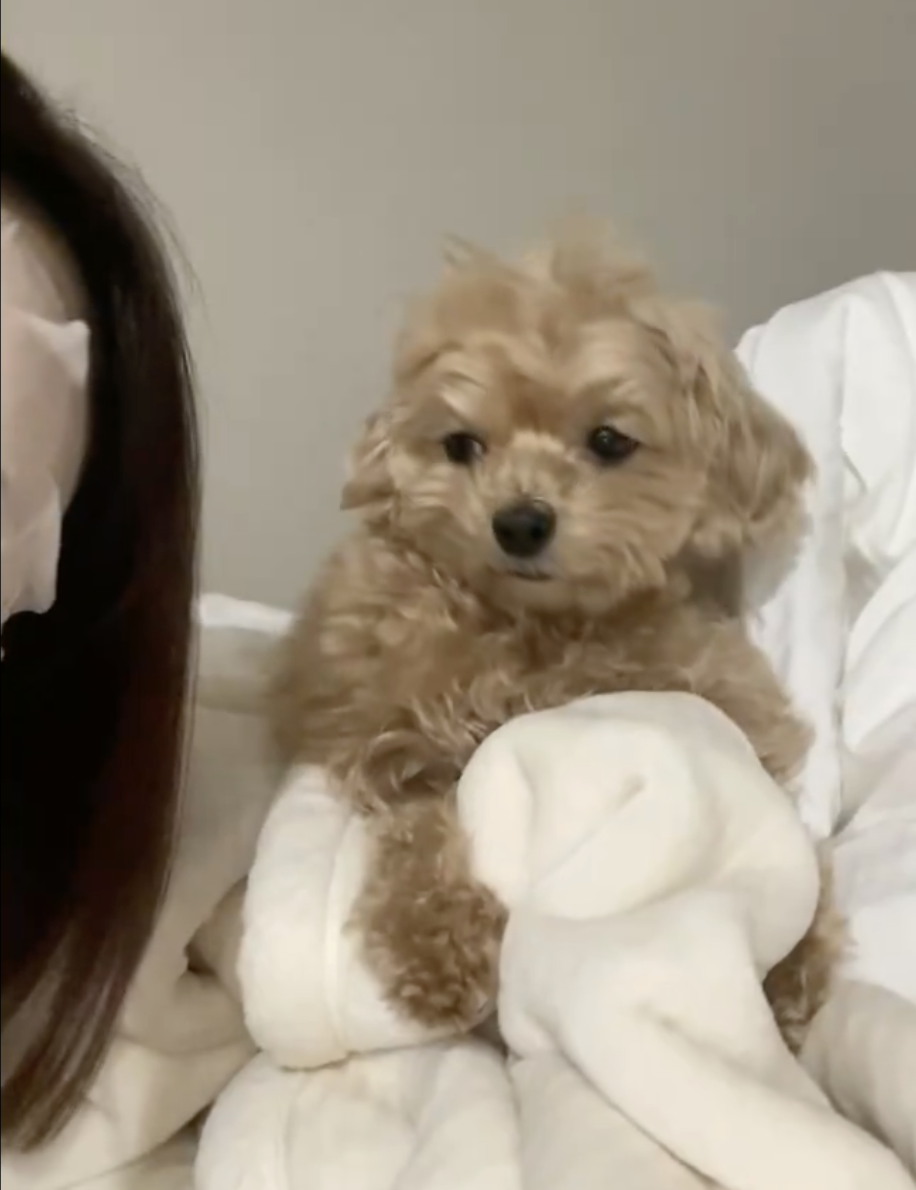 女性の一部と茶色の犬がベッドに座っています。