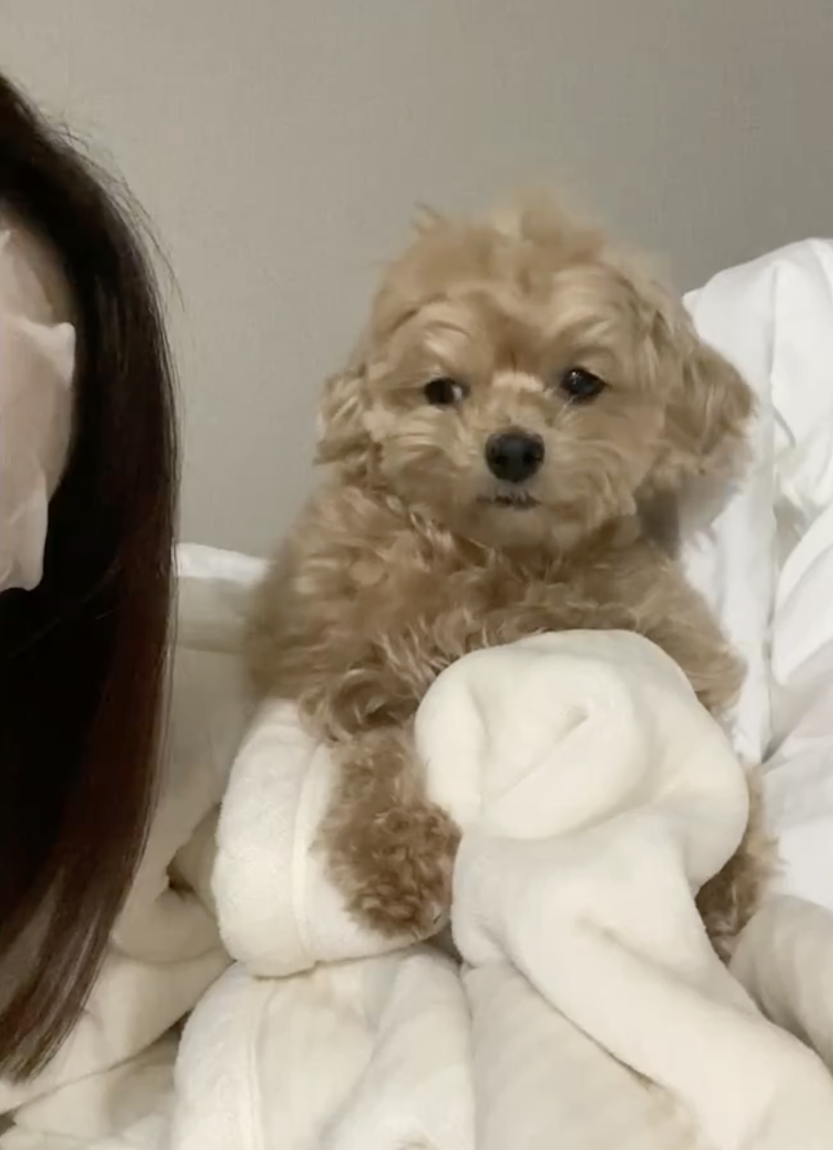 女性と茶色の犬が寝具に囲まれている。犬はカメラを見つめている。