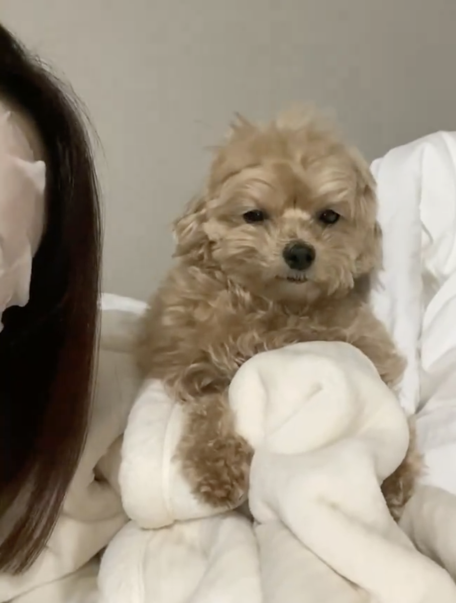 女性の一部と茶色い犬がベッドの上にいます。犬はカメラを見ていて、毛布を抱えています。