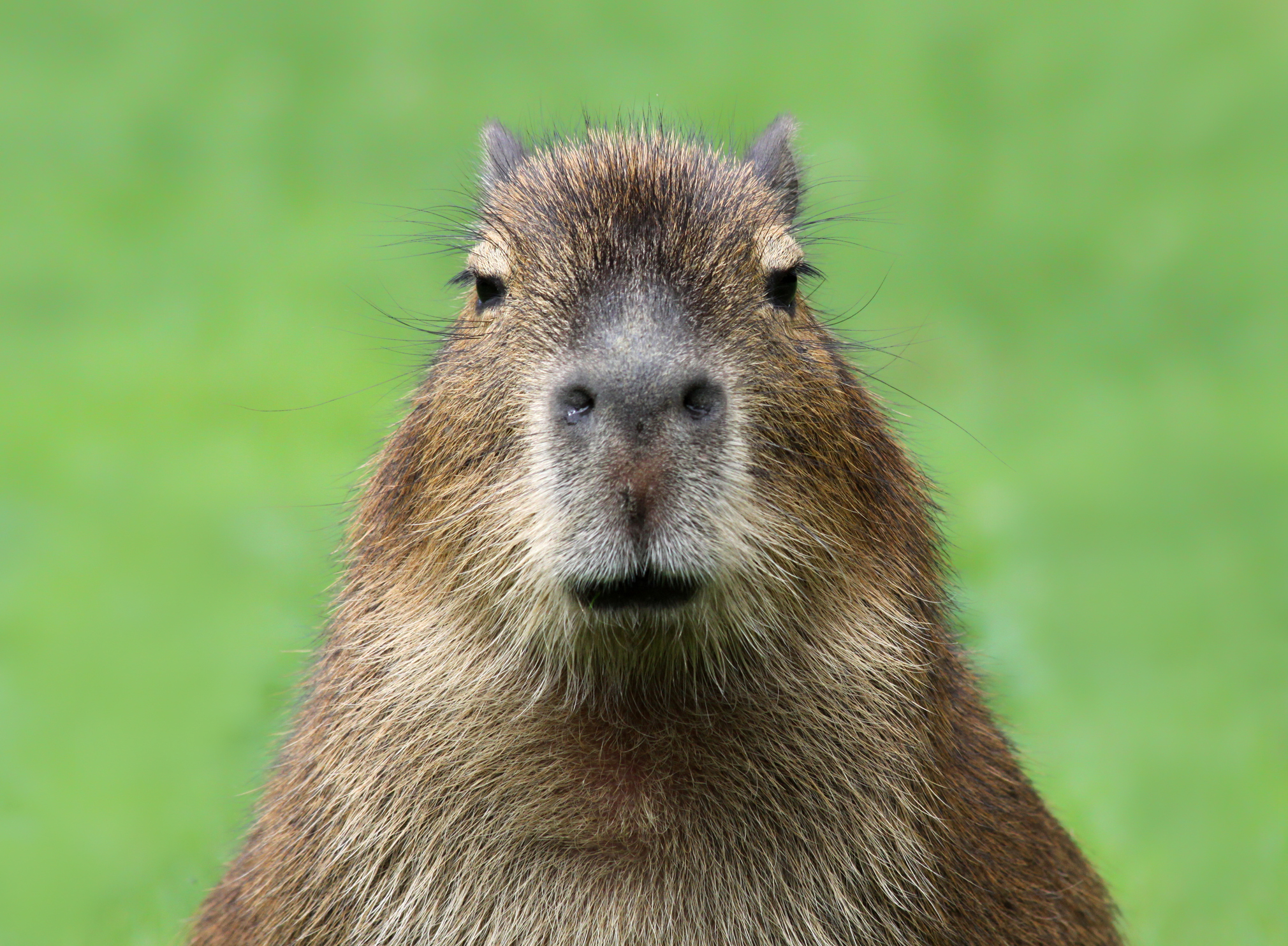 Close-up of a capybara with a slender face