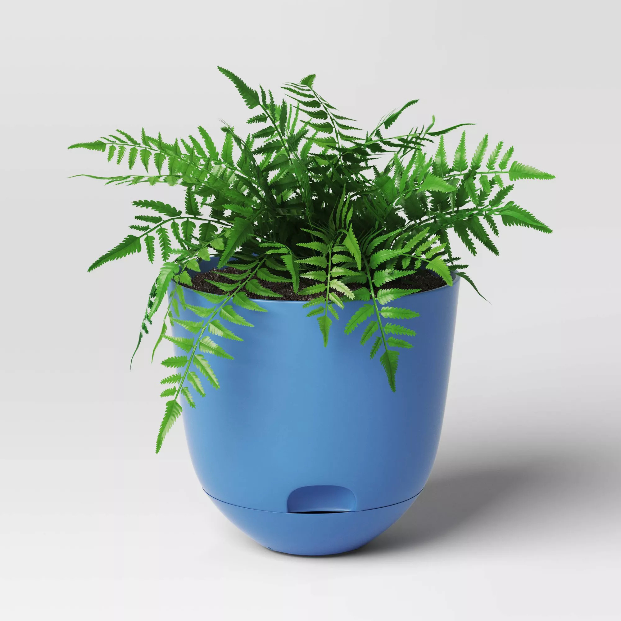 Fern in blue self-watering planter with visible water level indicator