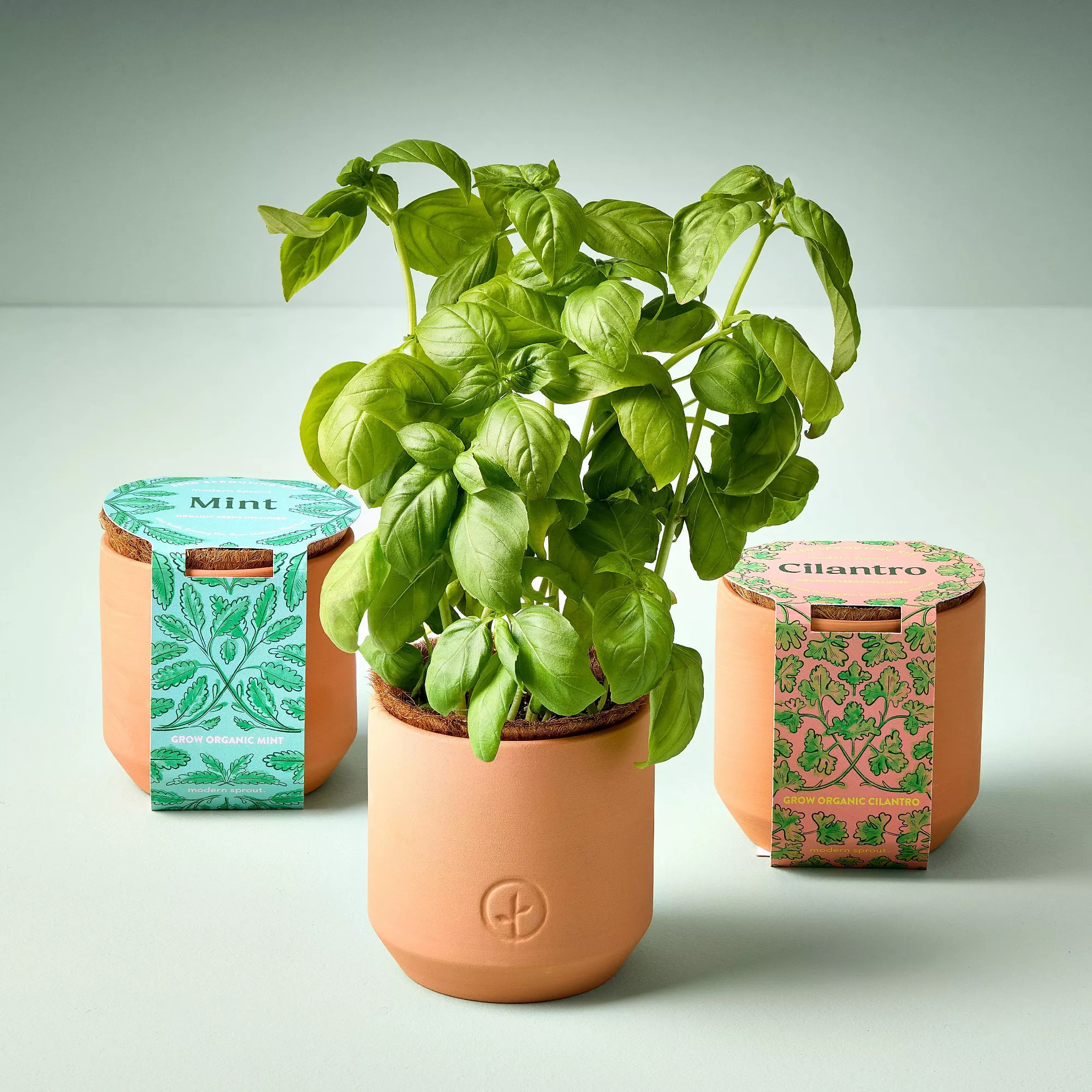 Three herb pots labeled mint, basil, and cilantro with a lush basil plant in the center