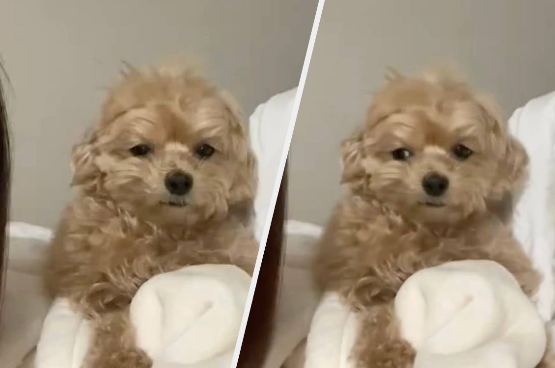 女性の膝の上に座っている小型の犬。