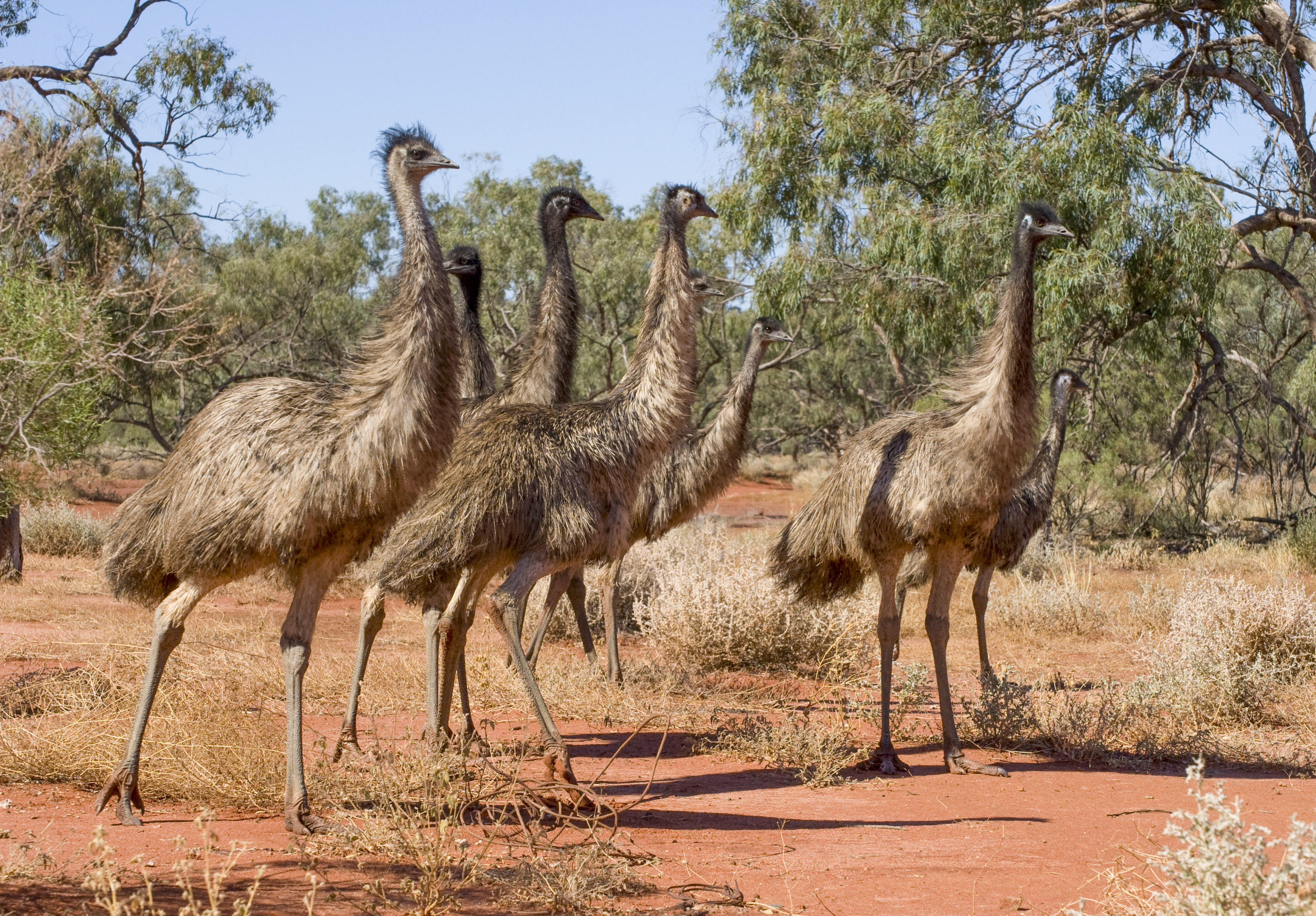 Group of emus standing together in an Australian outback setting
