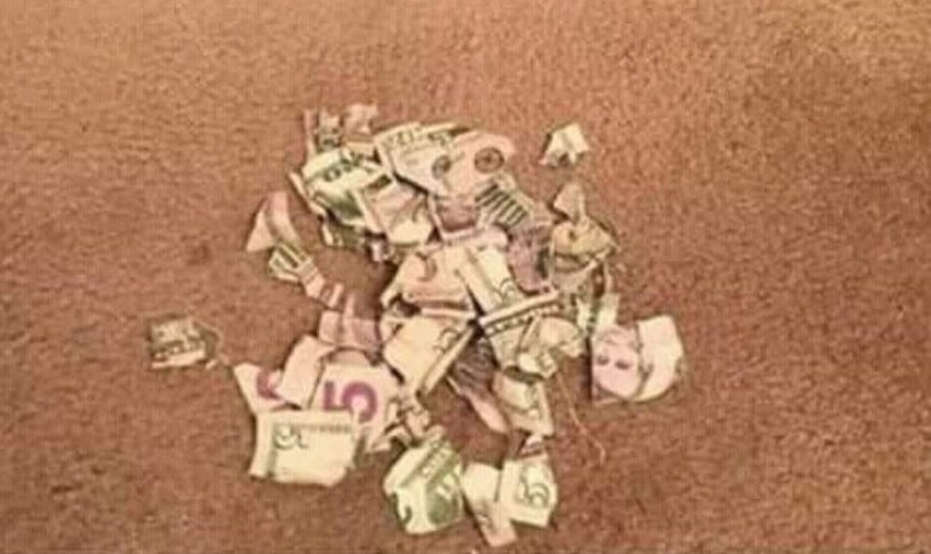 ripped up money
