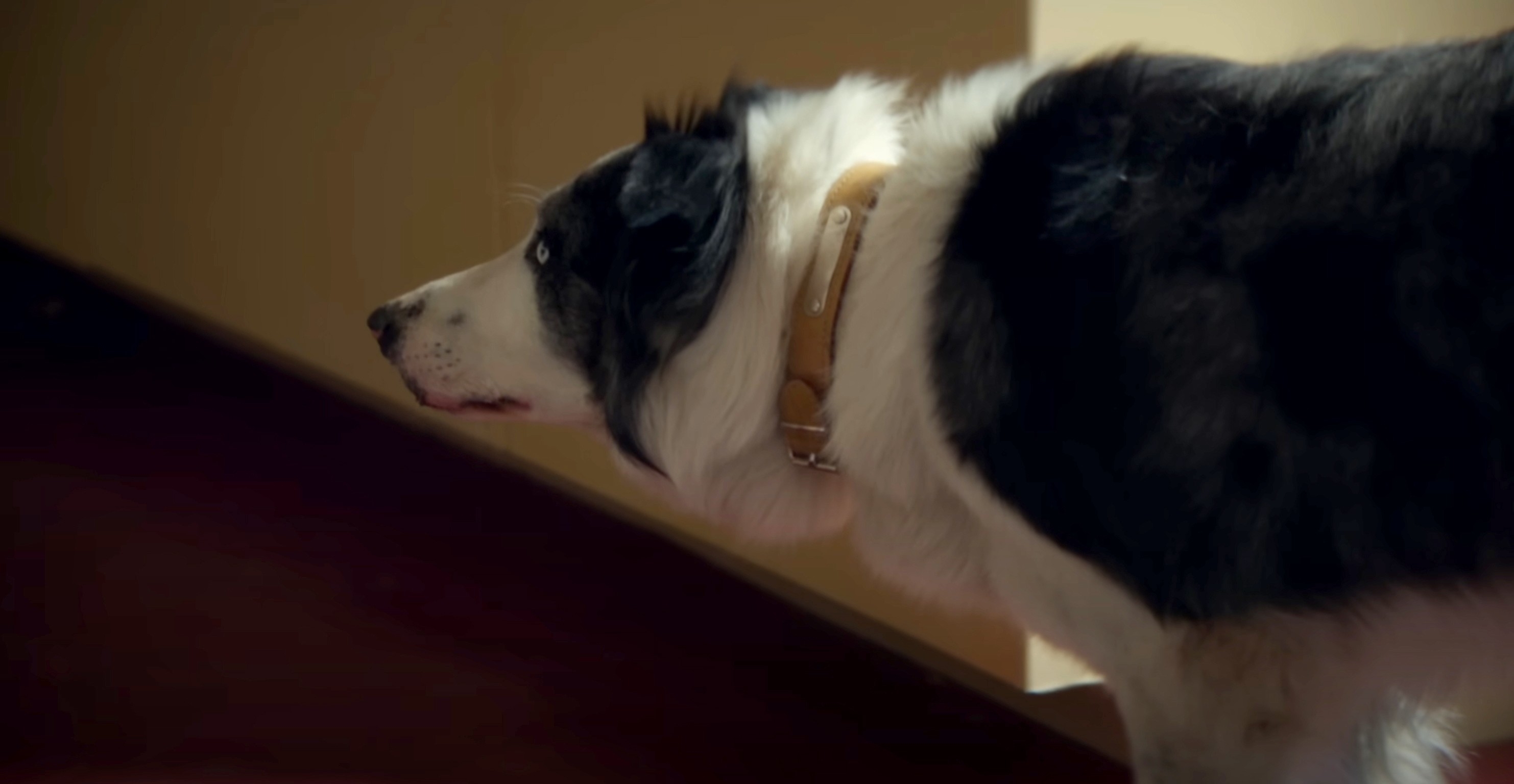 Border Collie peering over edge, scene from a TV show or movie