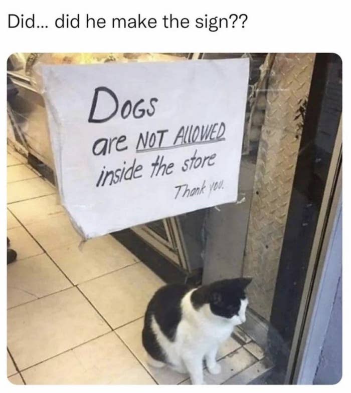 A cat sits beside a sign stating &quot;Dogs are NOT ALLOWED inside the store Thank you.&quot;