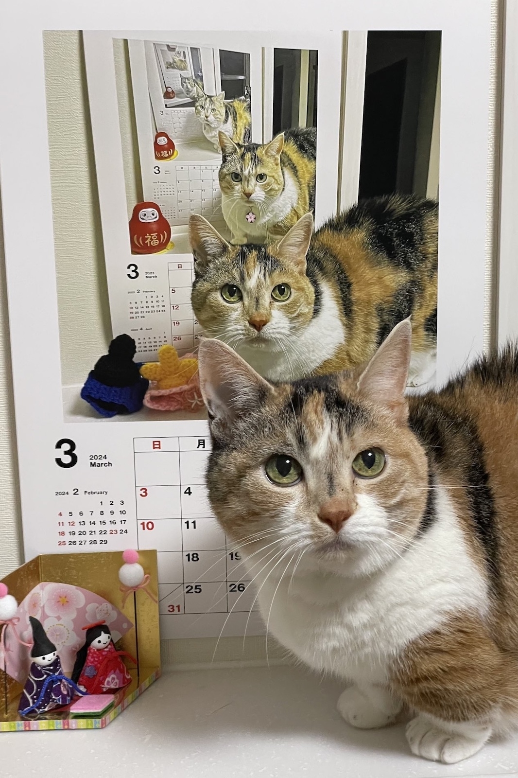 ネコちゃんを毎年撮影→出来上がった“無限ねこカレンダー”が