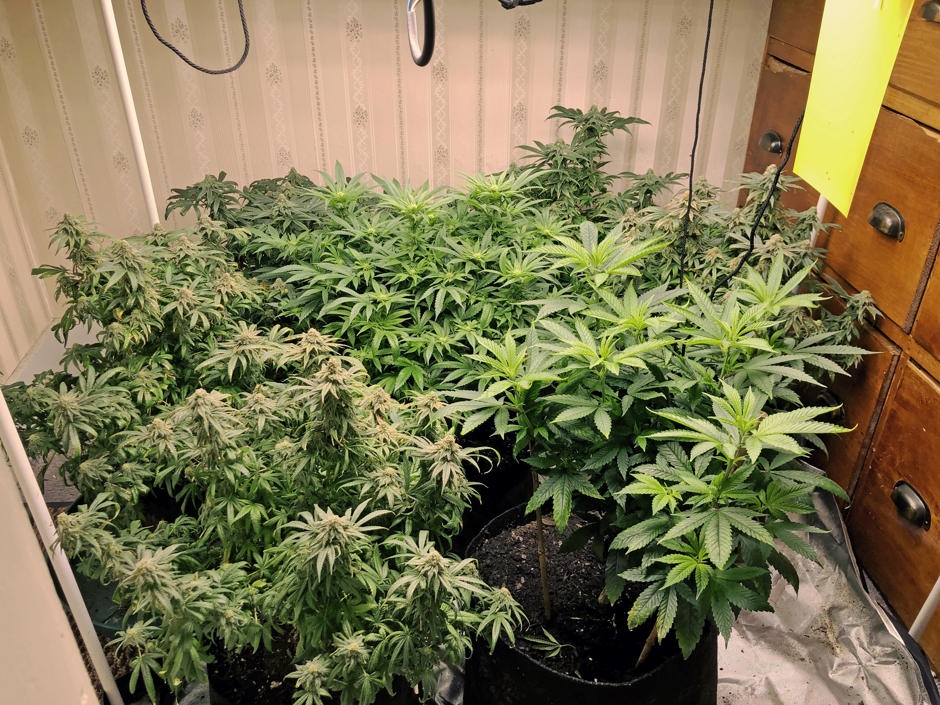 Indoor cannabis plants at various growth stages in a home setup