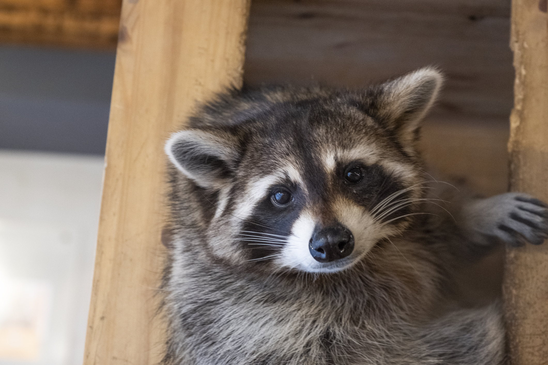 Raccoon peeking from a wooden ledge with a curious expression