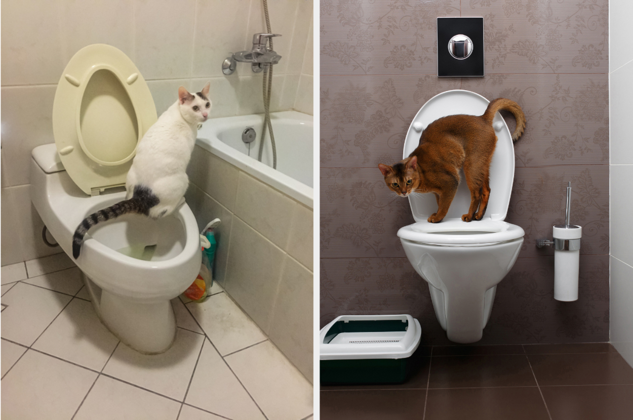 Two cats in separate bathrooms: one white cat on a toilet lid looking back, another cat poised atop a toilet seat