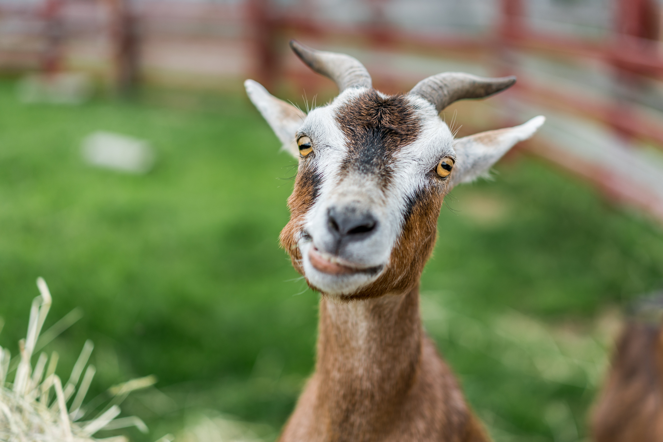 Close-up of a goat facing the camera with a slight head tilt, in a fenced area with greenery