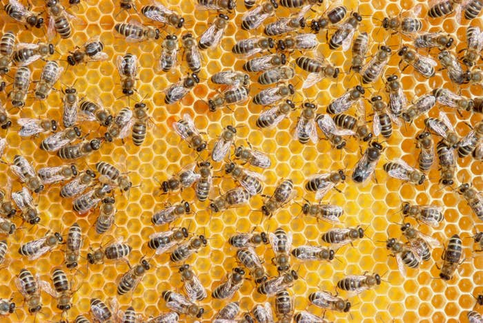 Numerous honeybees working on yellow honeycomb; an example of nature&#x27;s intricate patterns
