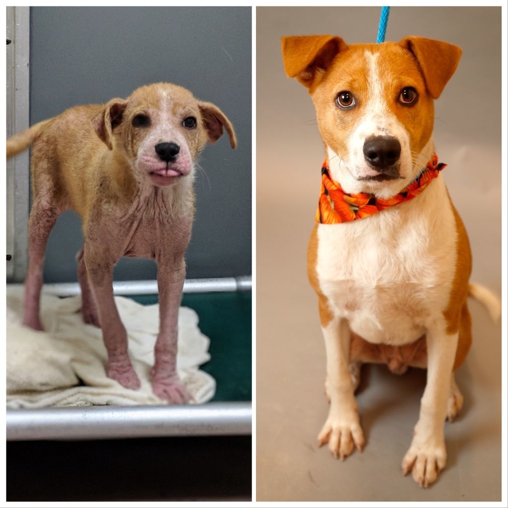 Side-by-side photos of the same dog before and after adoption, the latter showing improved health and a bandana