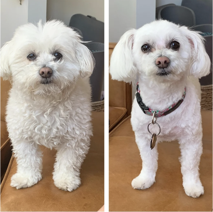 Two side-by-side photos of the same fluffy white dog before and after grooming