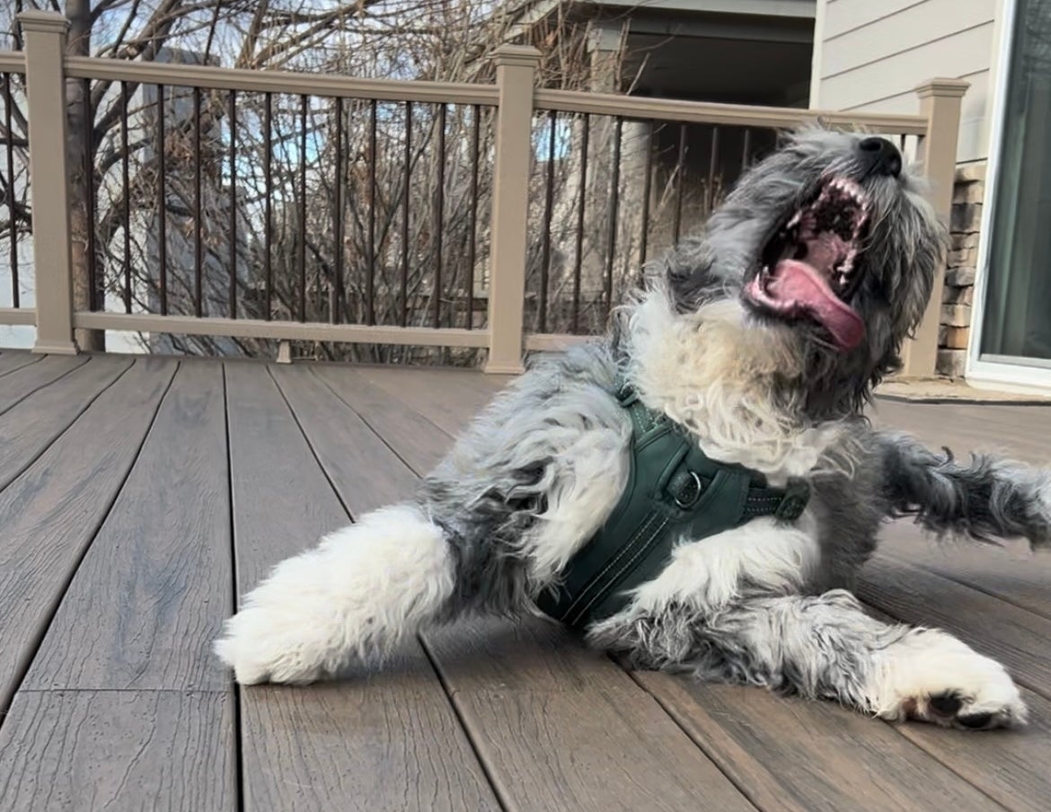 Dog in a harness sitting on a wooden deck, mouth open as if mid-yawn or bark