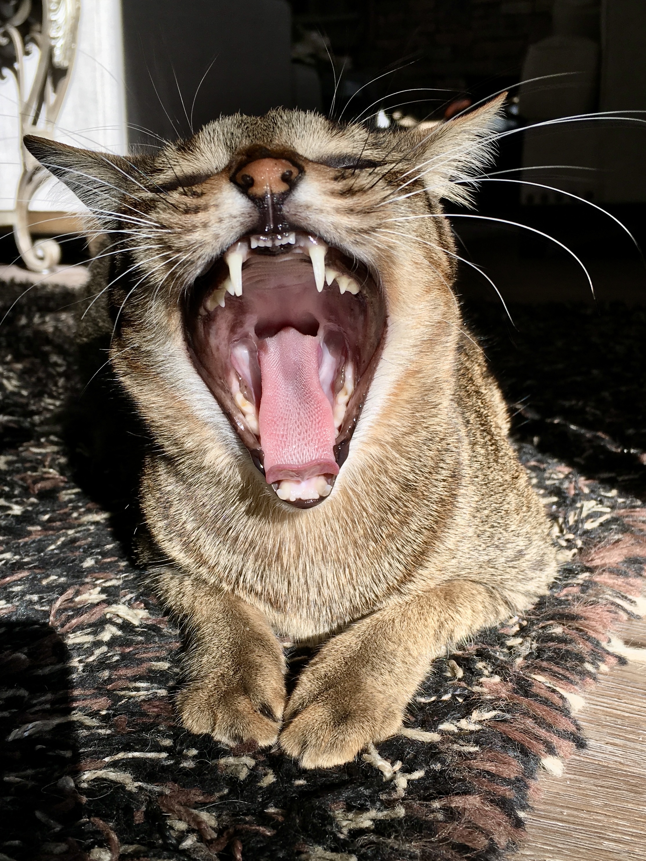 A cat with mouth wide open as if yawning,