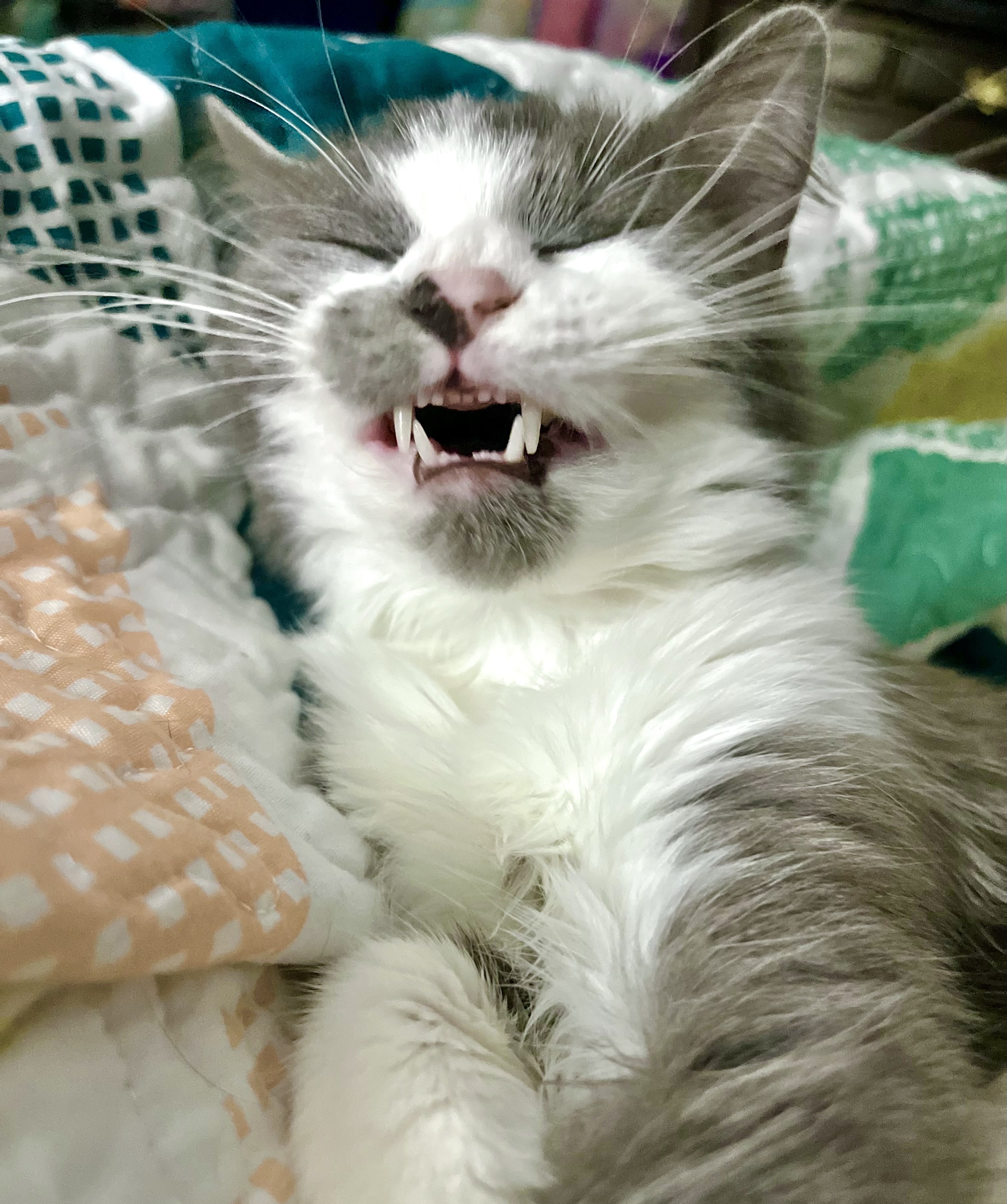 Cat lying on its back with mouth open as if mid-sneeze