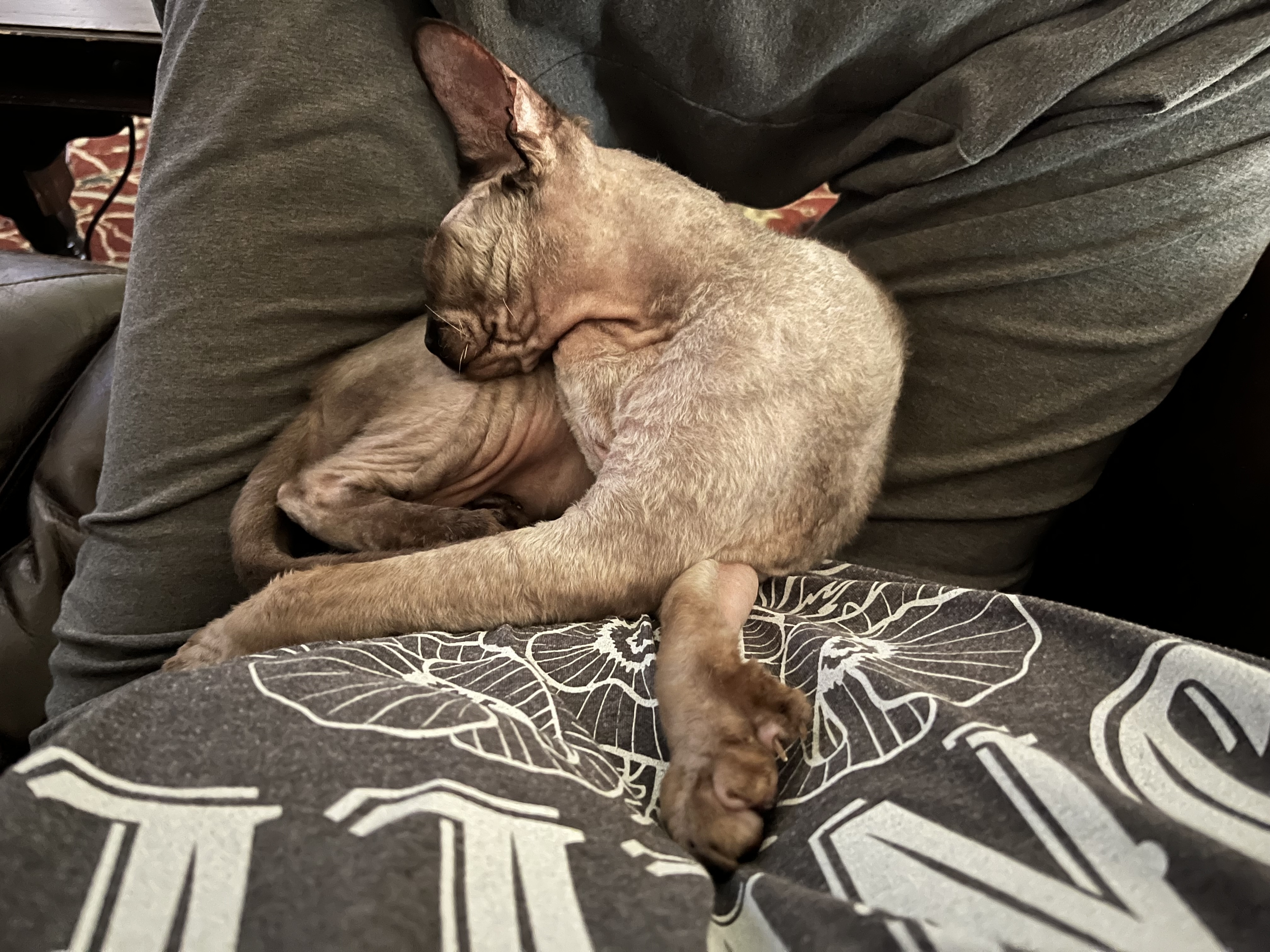 A hairless cat is curled up and asleep on a person&#x27;s lap with their limbs in a weird, uncomfortable position