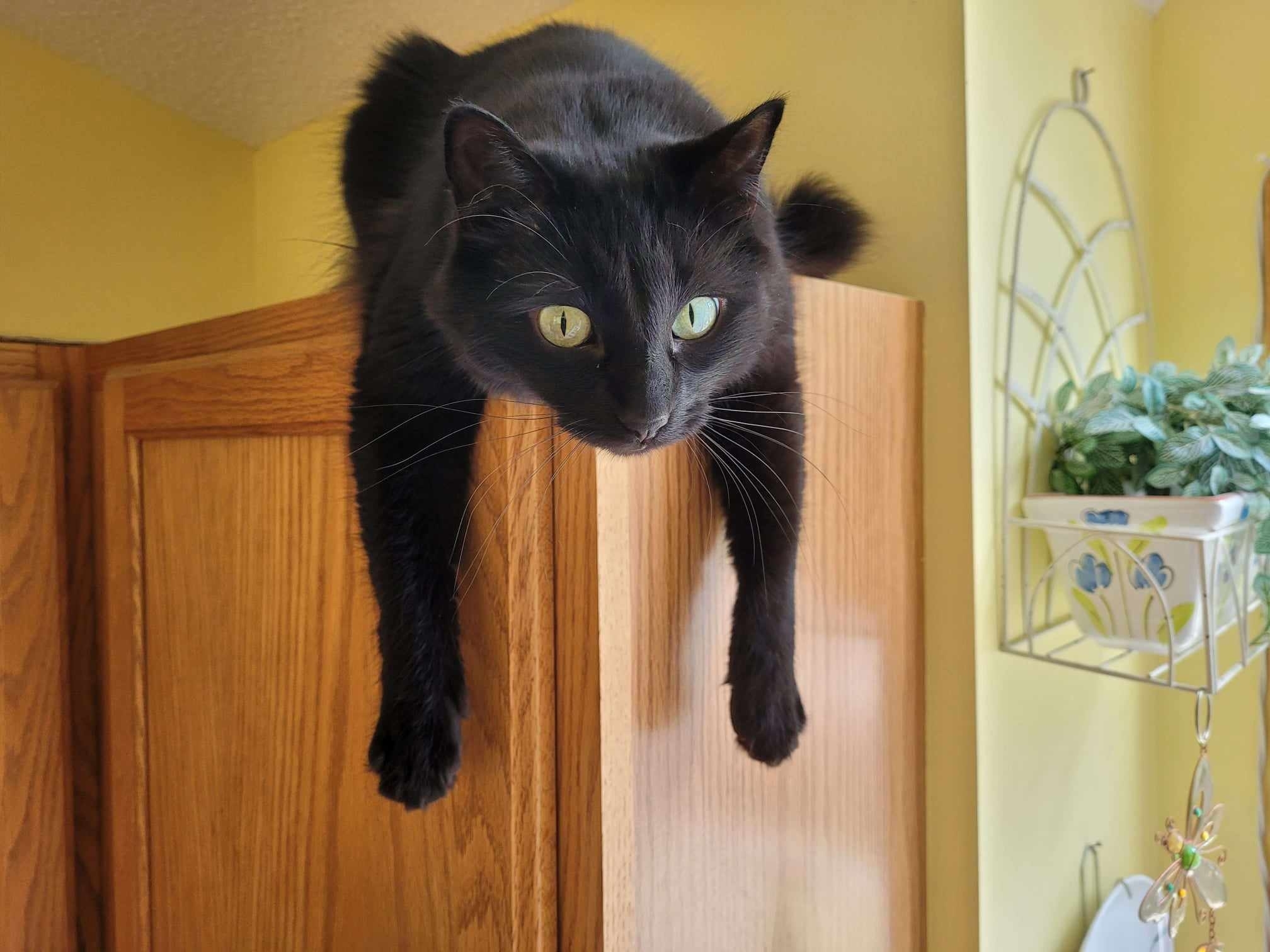 Black cat perched atop a wooden cabinet, with it&#x27;s front paws dangling in front