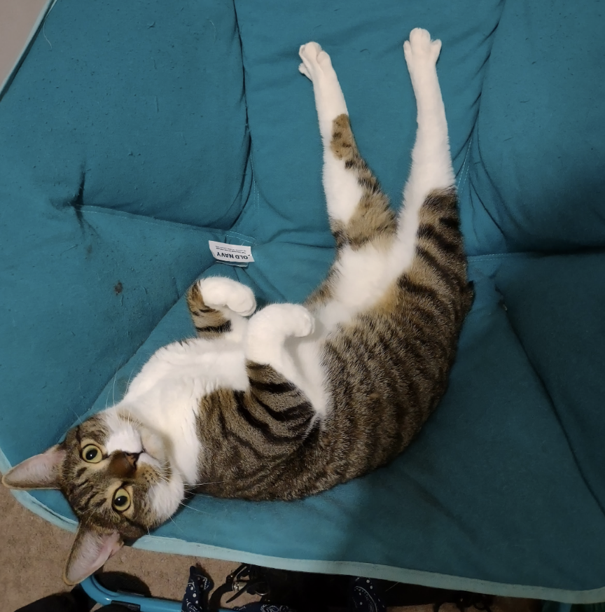 Tabby cat lying on its back on a blue chair looking at camera