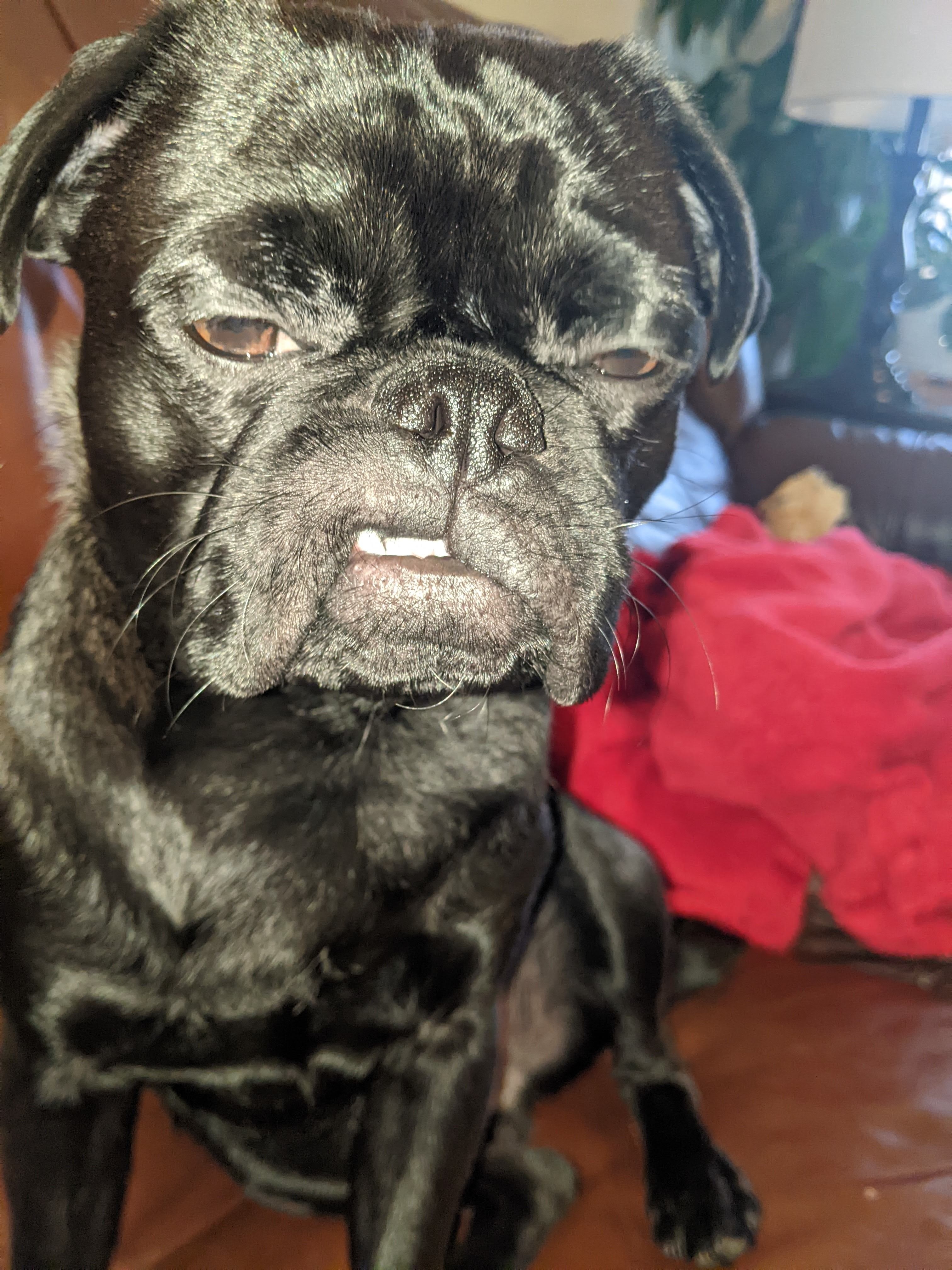 A black pug with a slight underbite showing and eyes half closed