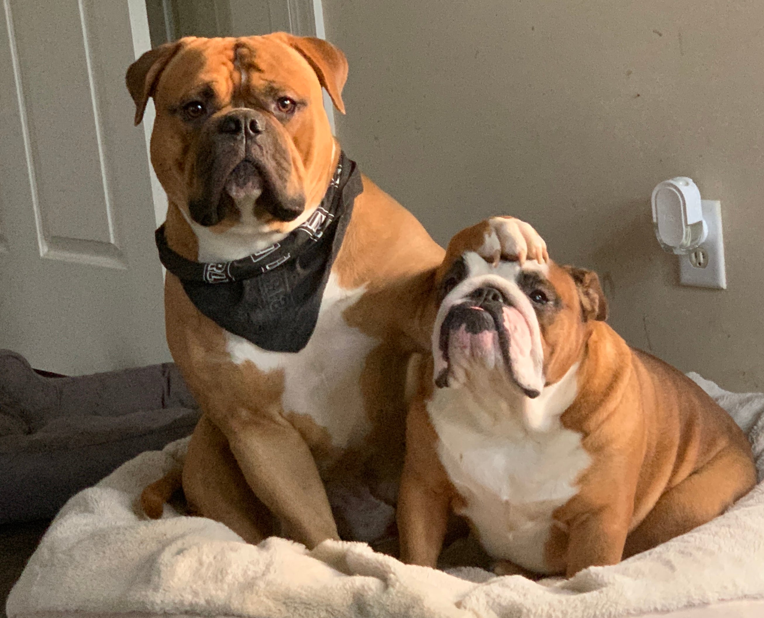 Two bulldogs sitting close together on a dog bed, the bigger dog has his paw on the head of the smaller one