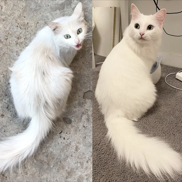Two photos of the same white cat, one before and one after grooming, looking fluffier post-groom