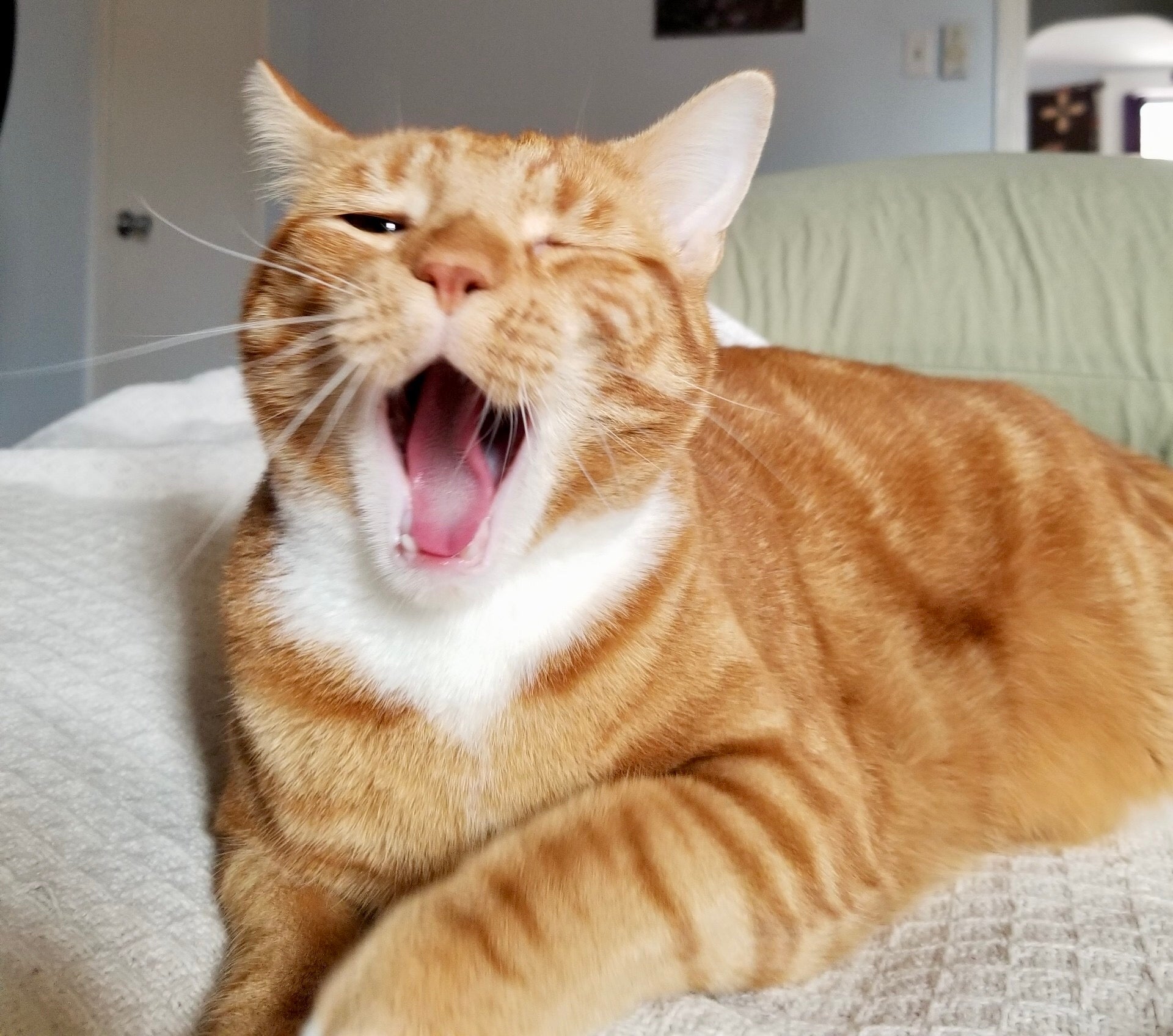 tabby cat lying down with its mouth open as if mid-yawn  and one eye closed