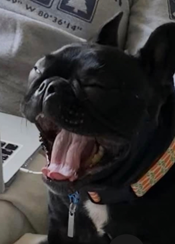 A French Bulldog yawning