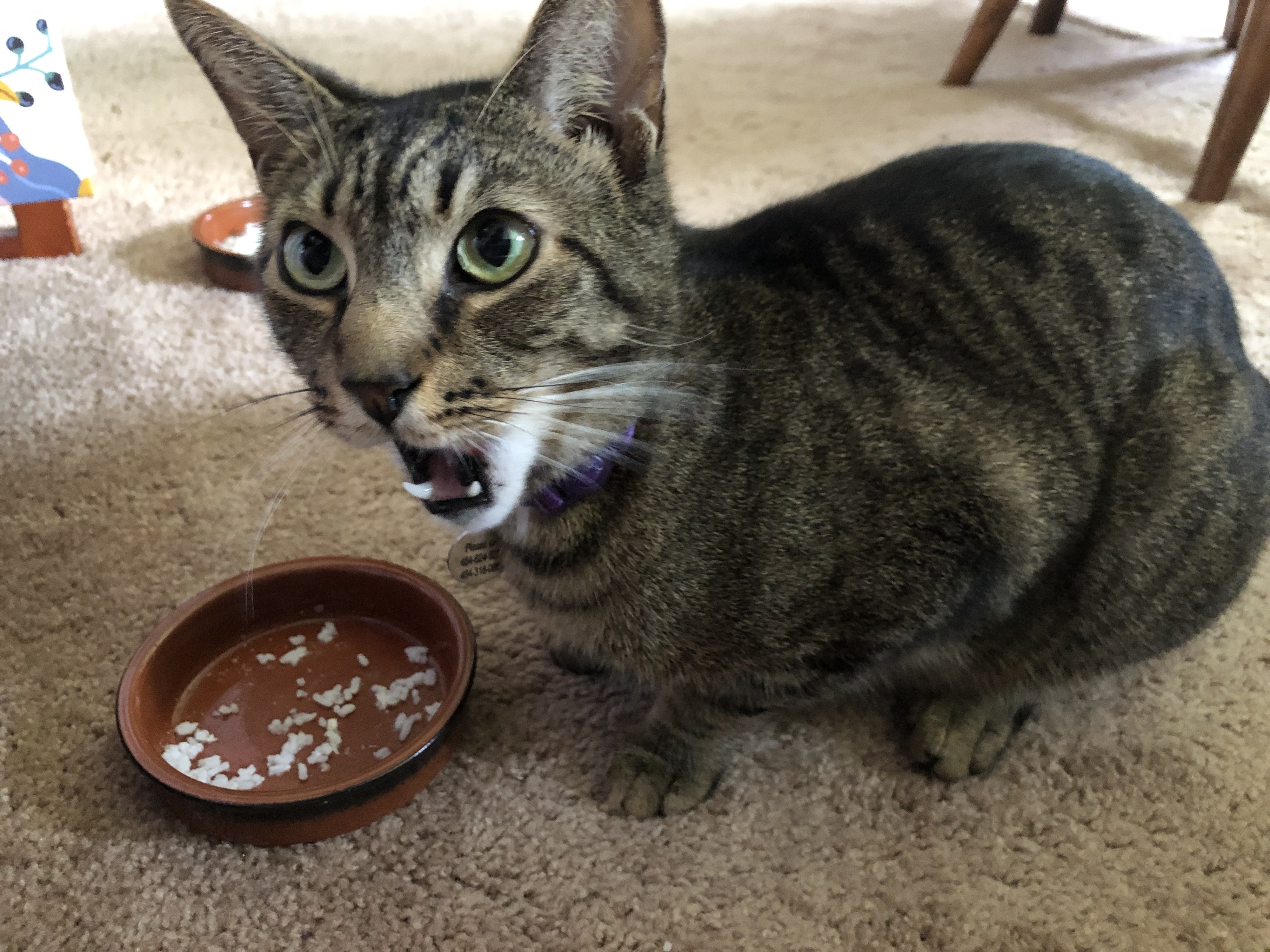 Tabby cat with open mouth beside an almost empty food bowl on a carpet